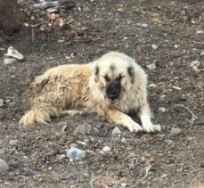 Adana'da köpeklerin kovaladığı çocuk otomobilin çarpması sonucu hayatını kaybetti