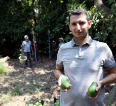 Alanya'da avokado üreticileri hırsızlıktan şikayetçi