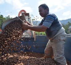 Batı Karadeniz'de “yeşil altın” harmana indi