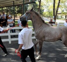 Bursa'da safkan Arap taylarının satışından 4 milyon 246 bin lira gelir elde edildi