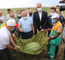 Diyarbakır'da ağırlığıyla yarışacak karpuzlar hasat edilmeye başlandı