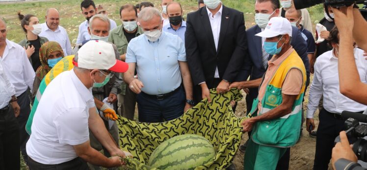 Diyarbakır'da ağırlığıyla yarışacak karpuzlar hasat edilmeye başlandı