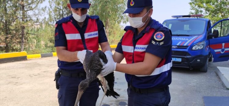 Eskişehir'de bitkin haldeki kara leyleği jandarma ekipleri kurtardı