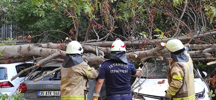 Kadıköy'de bir ağacın devrilmesi nedeniyle 4 otomobilde hasar oluştu