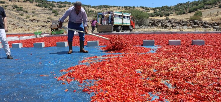 Kilis'te toz biberin kalitesi üreticilerin bilinçlendirilmesiyle arttırıldı