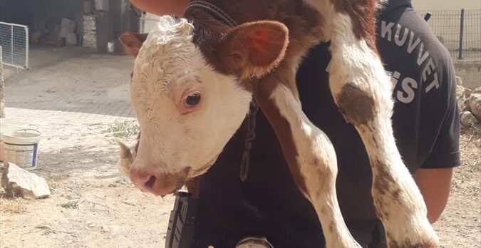 Milas'taki yangın bölgesinde mahsur kalan buzağıyı polis ekibi kurtardı