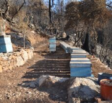 Muğla'da yangının arıcılık sektörü ve bal üretimine etkilerine ilişkin çalışma yapılıyor