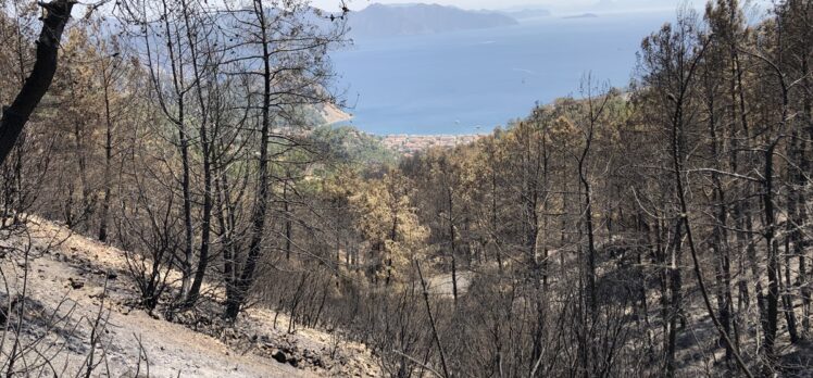 Muğla'daki yangınların yaban hayatı üzerindeki etkileri araştırılıyor