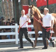 Safkan Arap taylarının satışından 8,5 milyon lira gelir elde edildi