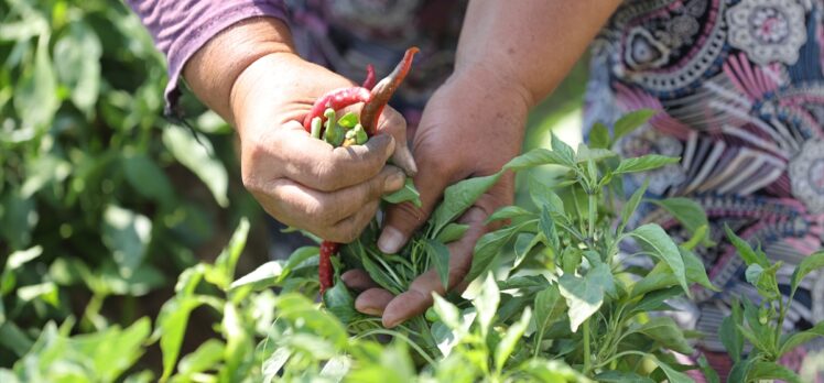 Tava ciğerinin sevilen garnitürü Karaağaç acı biberinde hasat başladı