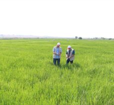 Türkiye'nin çeltik ambarı Edirne'de sıcak hava gelişim dönemindeki çeltiği etkilemedi