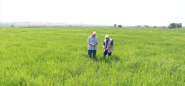 Türkiye'nin çeltik ambarı Edirne'de sıcak hava gelişim dönemindeki çeltiği etkilemedi