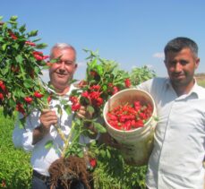 Araban Ovası'nda kırmızı biber hasadı başladı