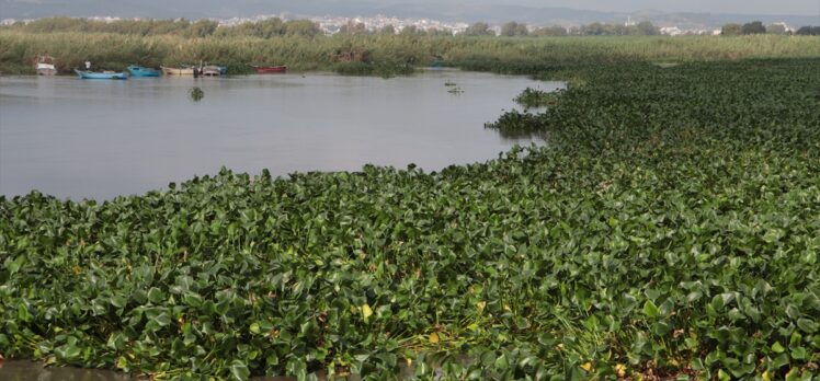 Asi Nehri'nin taşmasıyla Akdeniz'e dökülen su sümbülleri Samandağ sahilini kapladı