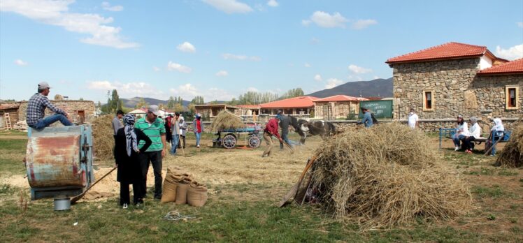 Bayburt'taki “Harman Festivali”nde 100 yıllık tarım aletleriyle hasat yapıldı