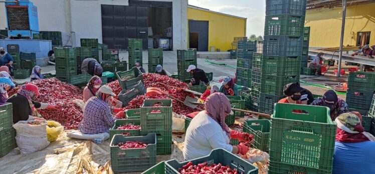 Bursa'da Hollanda'ya yaklaşık bin ton salça ihraç edecek kooperatif, üretime devam ediyor