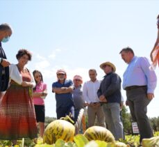 Çeşme kavunu, coğrafi işaret tescili aldı