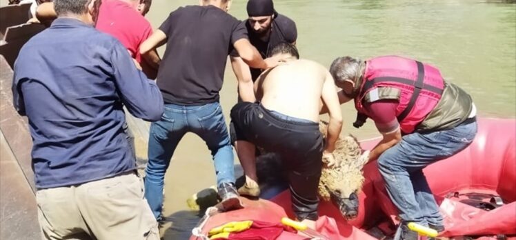 Hakkari'de yaralı bulunan ayı tedavi için Van'a gönderildi