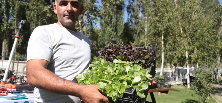 İki bin rakımlı Daphan Ovası'ndaki seralarda sebze ve meyve hasadına başlandı