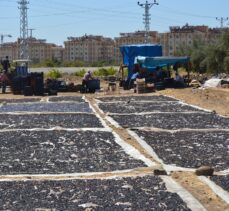 İslahiye'de üzüm kurutma zamanı