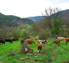 Ordu'da hizmet veren hayvan oteli, üreticilerin imdadına yetişiyor