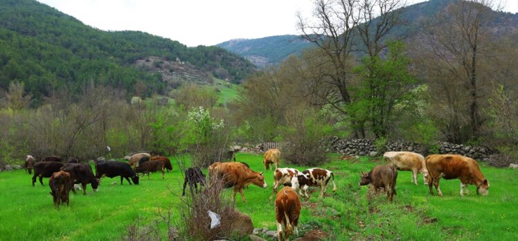 Ordu'da hizmet veren hayvan oteli, üreticilerin imdadına yetişiyor