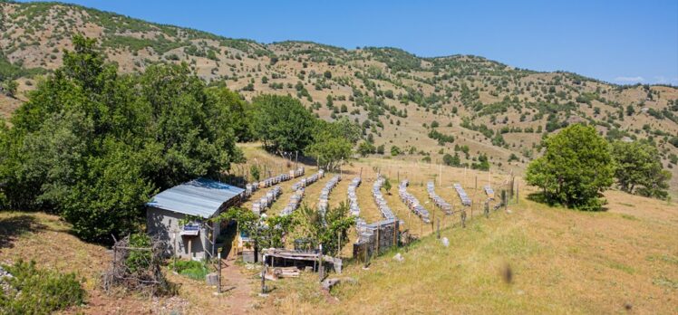 Sivas'ta kovan desteği alan arıcılar geleneksel yöntemle bal üretiyor