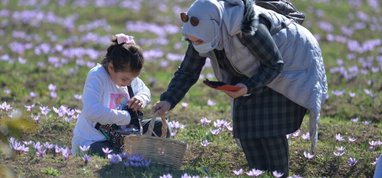 “5. Safran Festivali”nde safran hasadı yapıldı