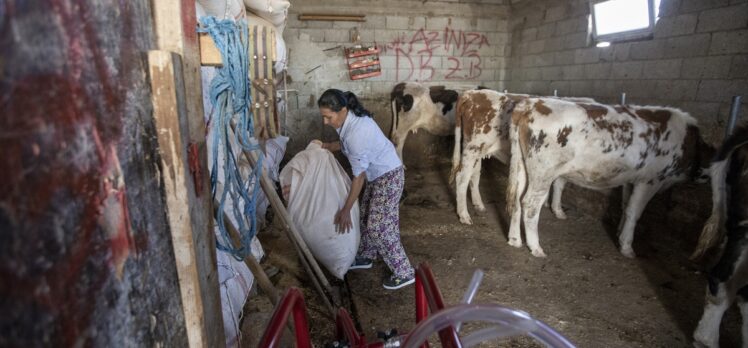 Çiftçiliğe 5 inekle başlayan Hüsniye Bulut devlet desteğiyle sürü sahibi oldu