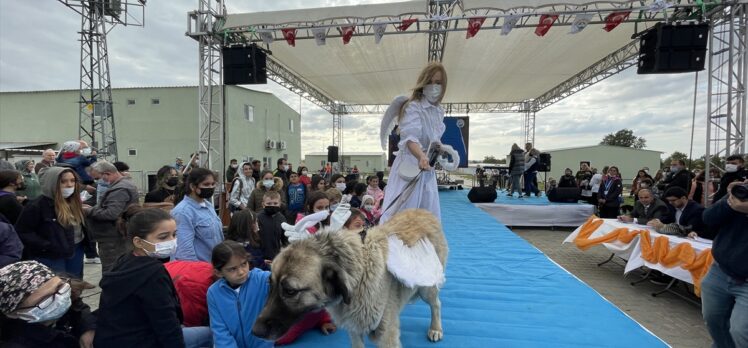 Edirne'de kedi ve köpek güzellik yarışması düzenlendi