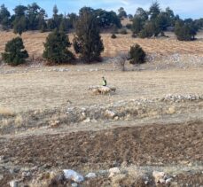 Karaman'da jandarma ekipleri kayıp koyunları drone yardımıyla buldu