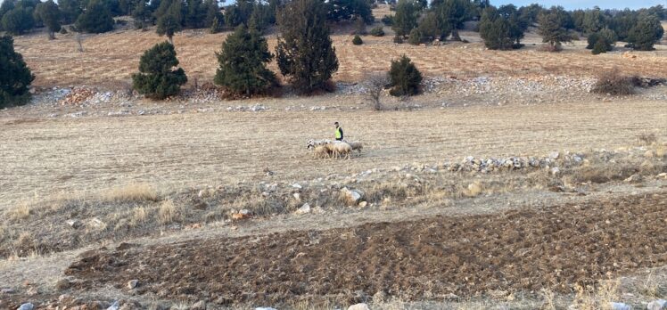 Karaman'da jandarma ekipleri kayıp koyunları drone yardımıyla buldu