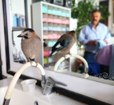 Sahiplendiği karga yavrusu “Şakir” ile dostluğu görenleri şaşırtıyor