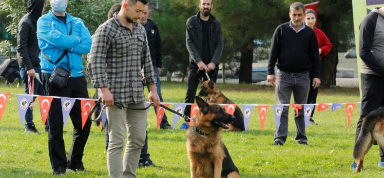 Samsun'da “Uluslararası Köpek Irkları Yarışması” yapıldı