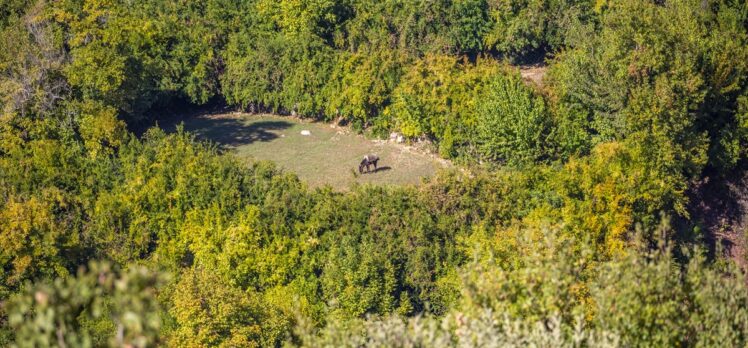 Diyarbakır'ın Akdeniz iklimli Geçit köyünde sonbahar, drone görüntülerine yansıdı