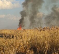 Eber Gölü çevresindeki sazlık alanda yangın çıktı