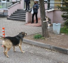 Eskişehir'de köpeği korkutan kedi kamerayla kaydedildi