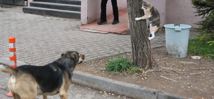 Eskişehir'de köpeği korkutan kedi kamerayla kaydedildi