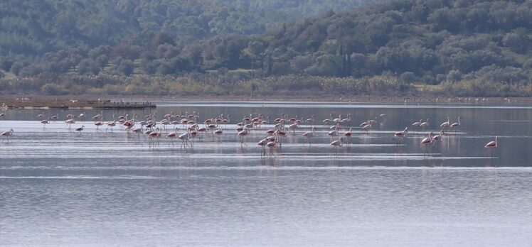 Muğla'daki Tuzla Sulak Alanı göçmen kuşların akınına uğradı