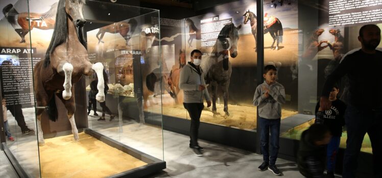 Sivas'ta yeni açılan Savaş Atları Müzesi'nde hafta sonu yoğunluğu