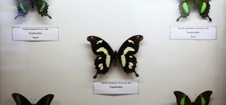 Tahran'daki kelebek müzesinde 60 ülkeden 3 binden fazla böcek türü yer alıyor