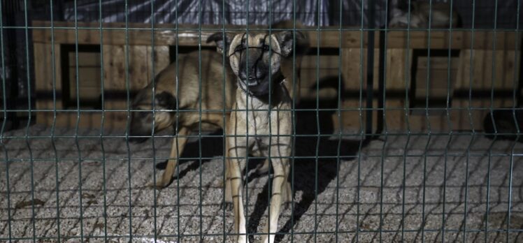 Ankara'da barınakta kalan 55 köpek yangından son anda kurtarıldı