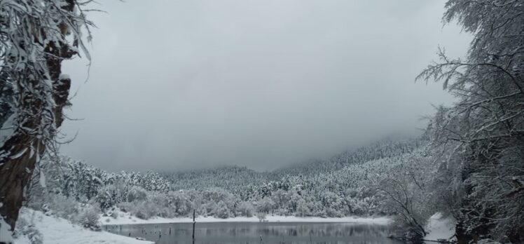 Bolu'da üzerlerine ağaç parçası düşen 1 kişi öldü, 1 kişi yaralandı