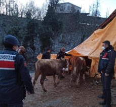 Bursa'da büyükbaş hayvan çalan 3 kişi gözaltına alındı