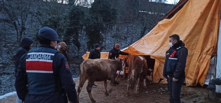 Bursa'da büyükbaş hayvan çalan 3 kişi gözaltına alındı