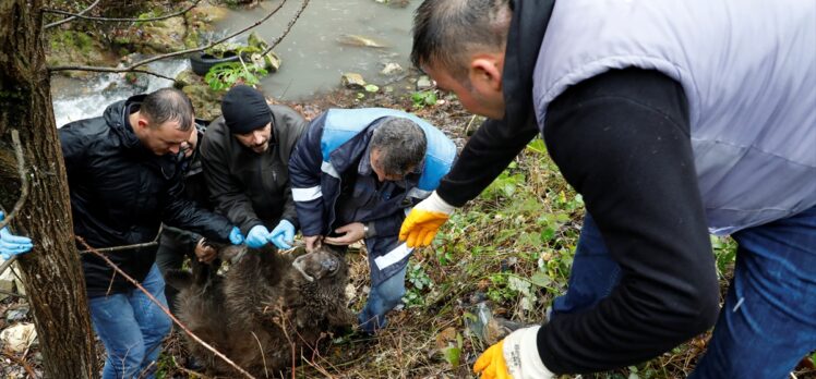 Bursa'da dere yatağındaki yaralı ayı yavrusu uzun uğraşlarla kurtarıldı