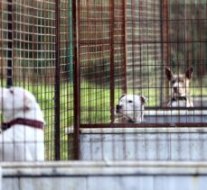 Düzce'de sahipsiz ve tehlike arz eden hayvanlar rehabilitasyon merkezine götürüldü
