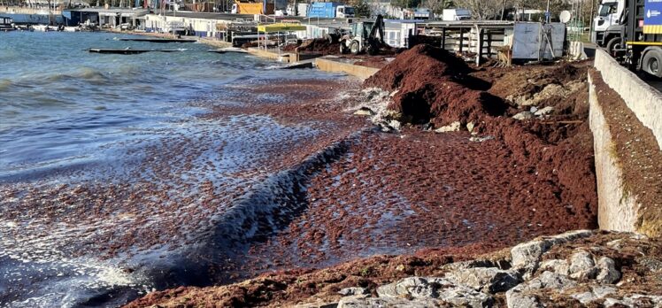 Fırtınanın ardından Caddebostan sahilini kaplayan kırmızı yosunlar toplanıyor