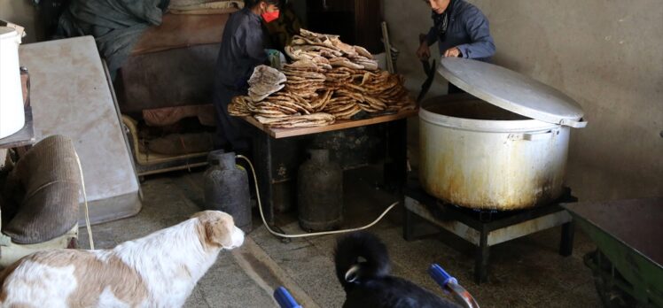 İranlı motosiklet yarışçısı ve oyuncu, kurduğu barınakta 150 köpeğe sahip çıkıyor