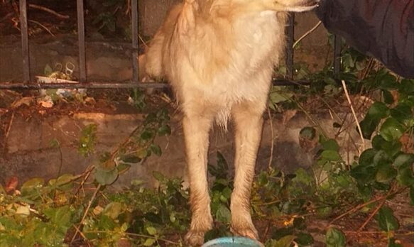 Muğla'da bahçe kapısının demir korkuluklarına sıkışan köpek kurtarıldı